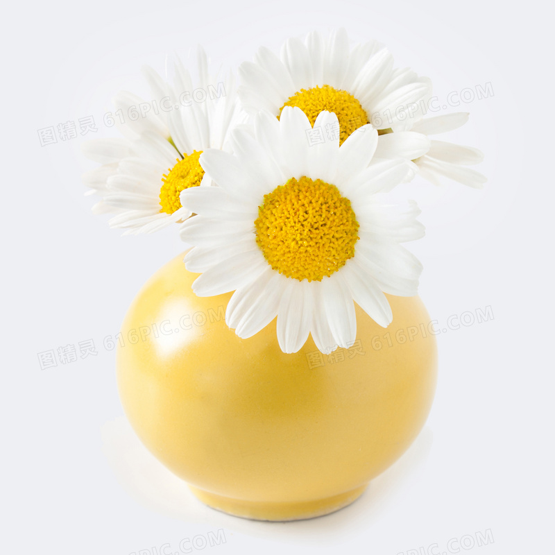 浅黄色瓶子里的小菊花摄影高清图片
