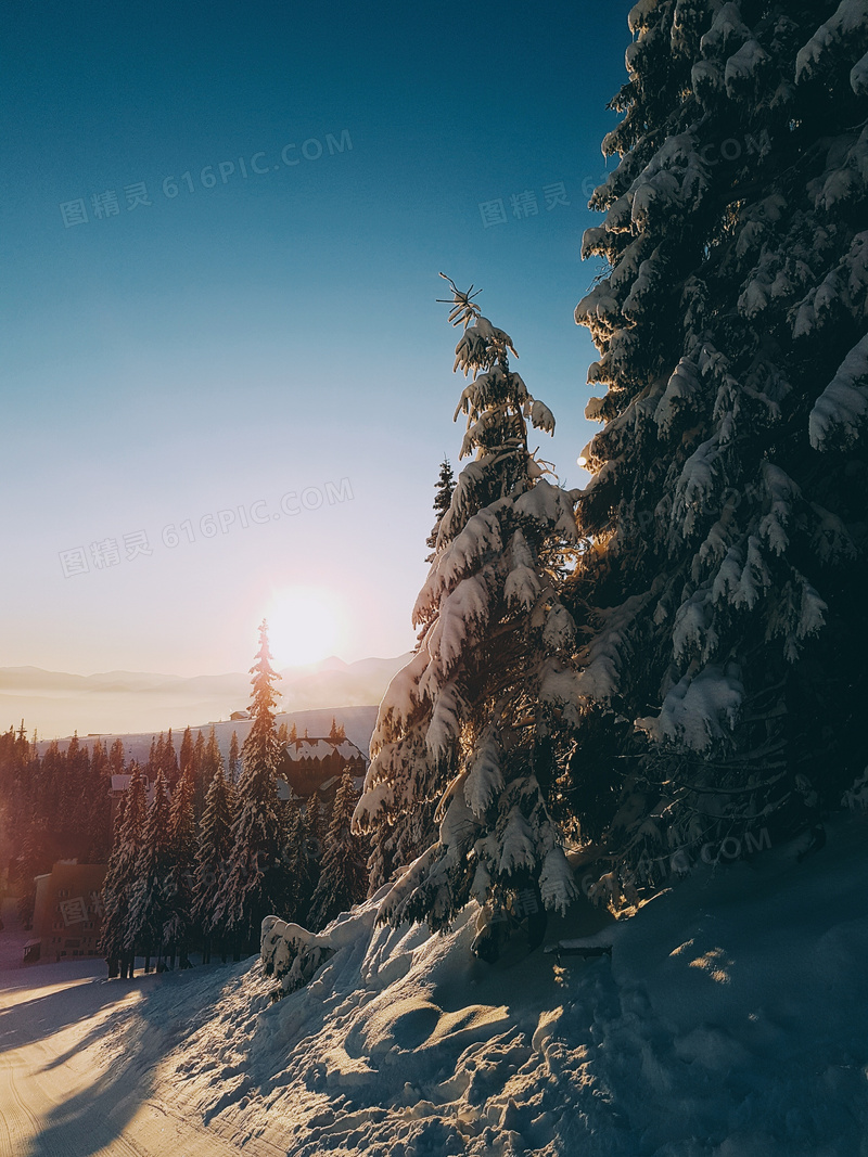 清晨雪后美丽的松树摄影图片