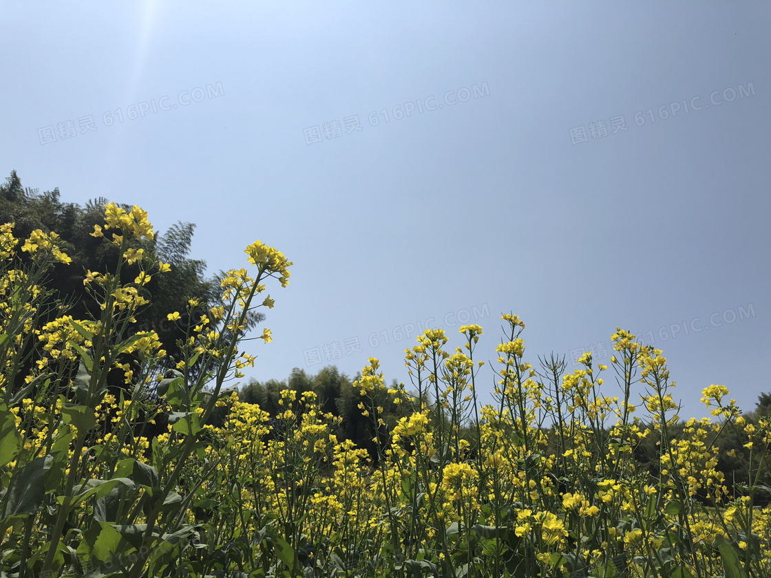 蓝天下的油菜花景观摄影图片