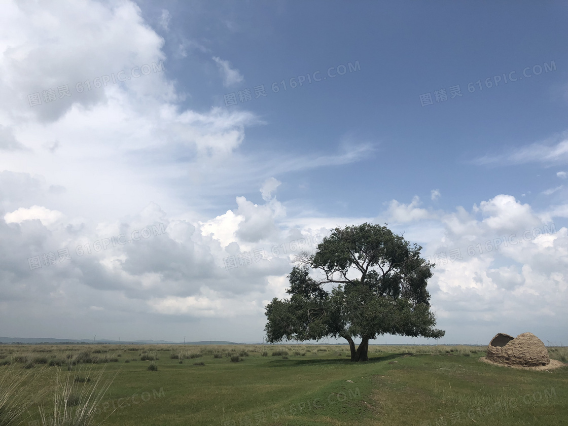 蓝天下的草原和大树摄影图片