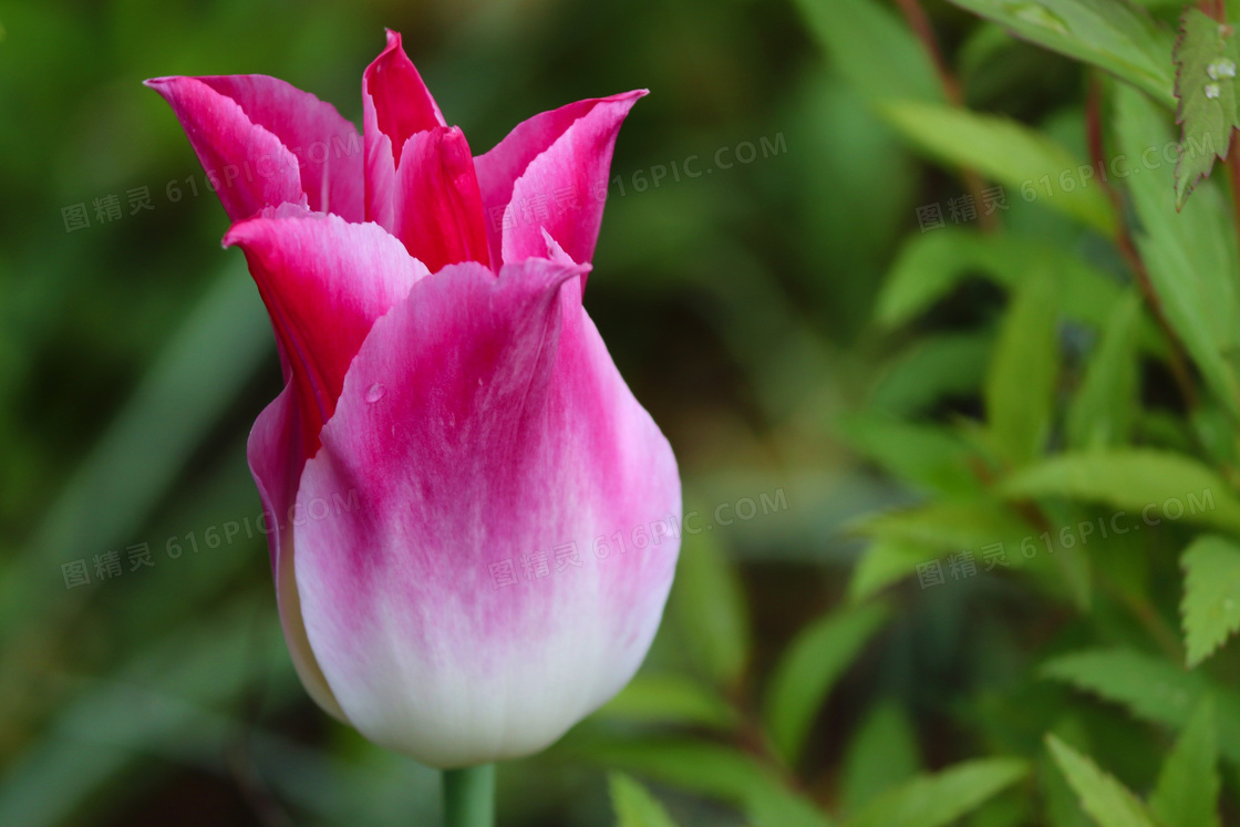 绿叶丛中的粉红色花朵摄影高清图片