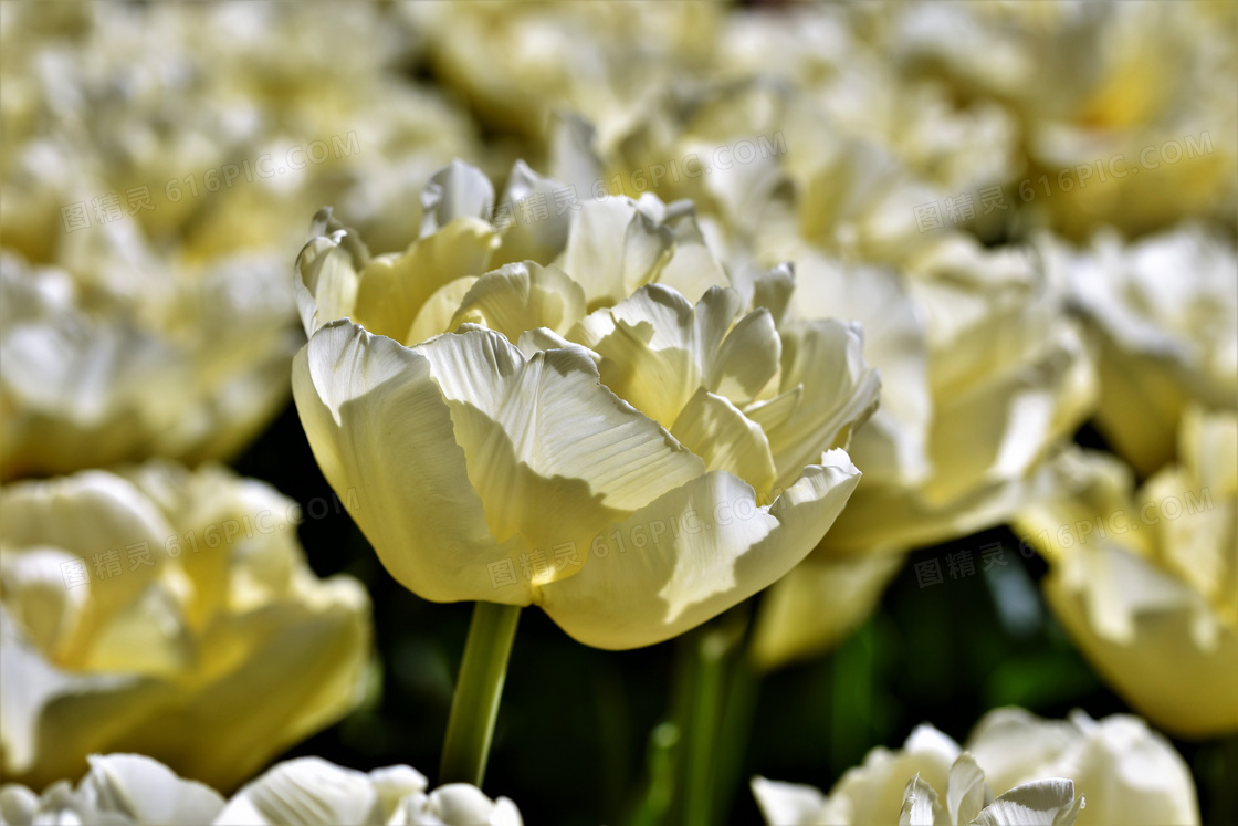 浅黄色的花卉植物特写摄影高清图片