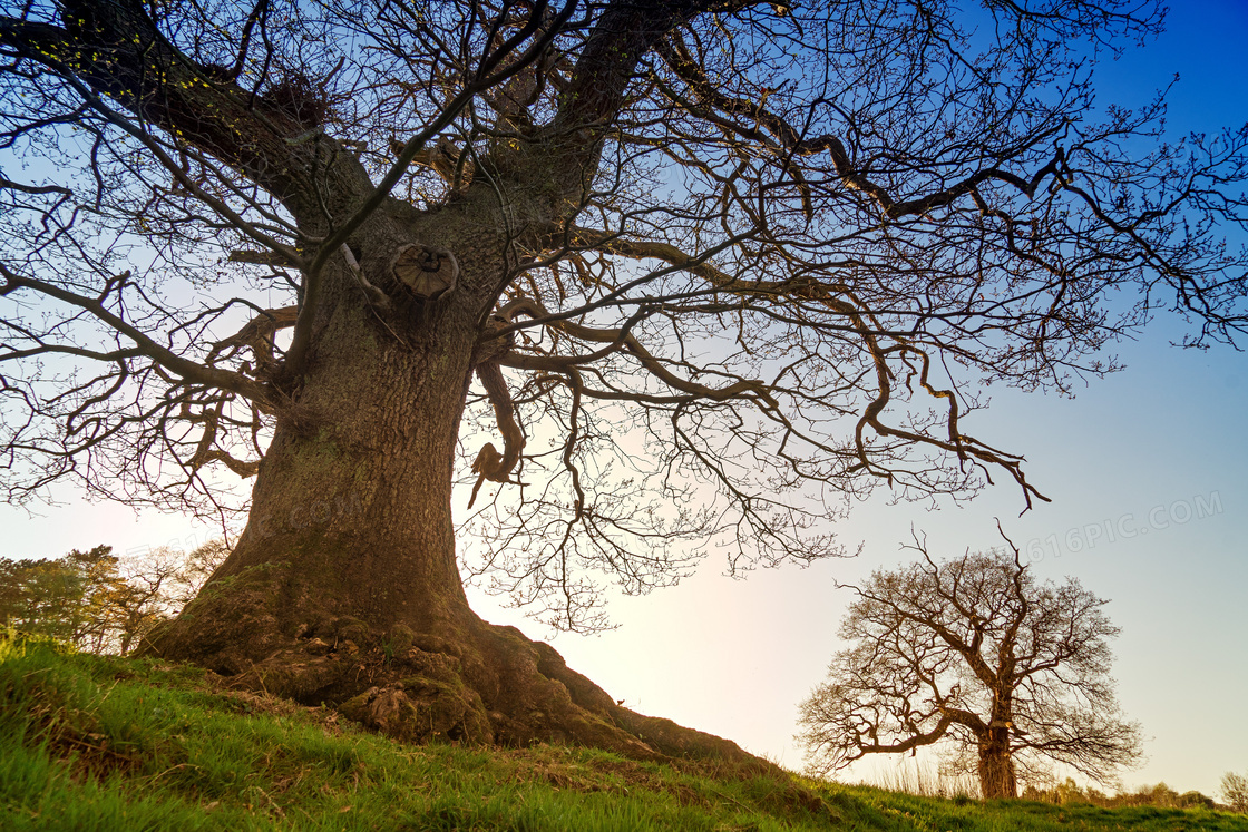 蔚蓝天空下的一棵大树摄影高清图片