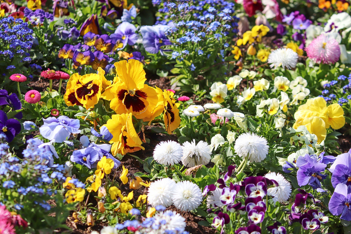 春天里争奇斗艳的花卉摄影高清图片