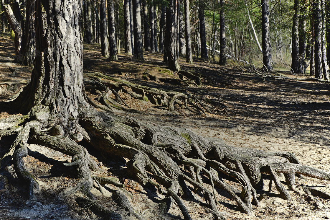 树林中树根裸露着的树摄影高清图片