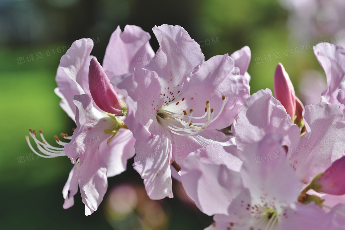 春天里粉色的花朵特写摄影高清图片