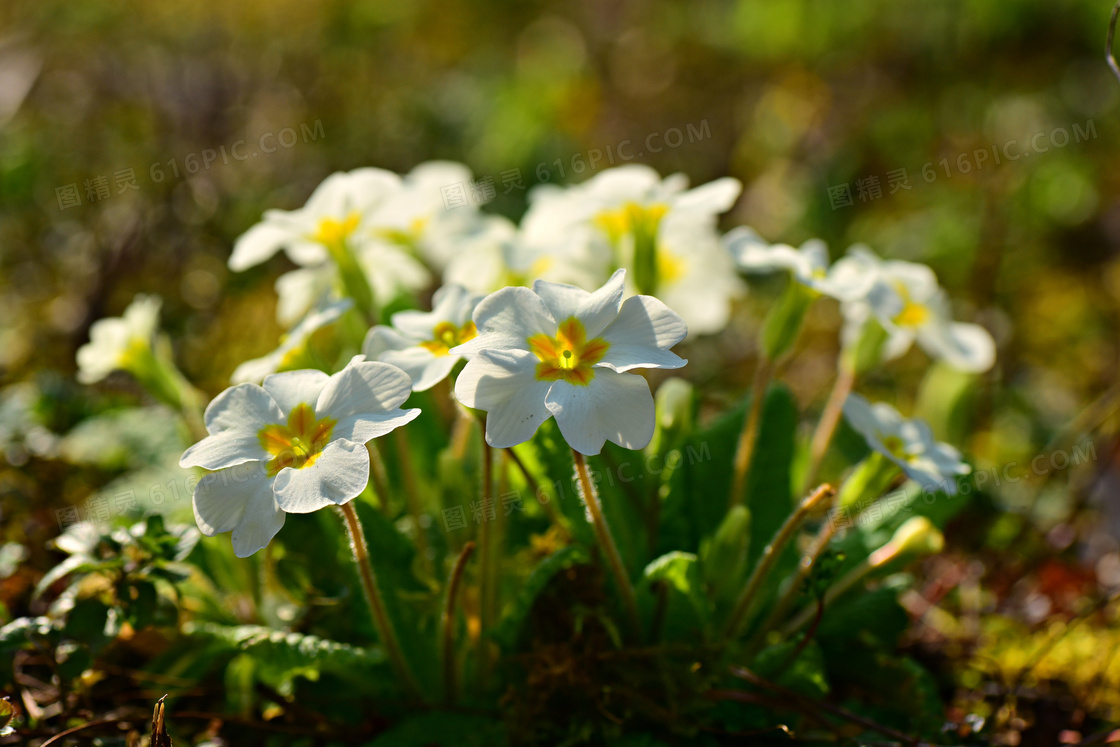 一簇白色花卉植物特写摄影高清图片