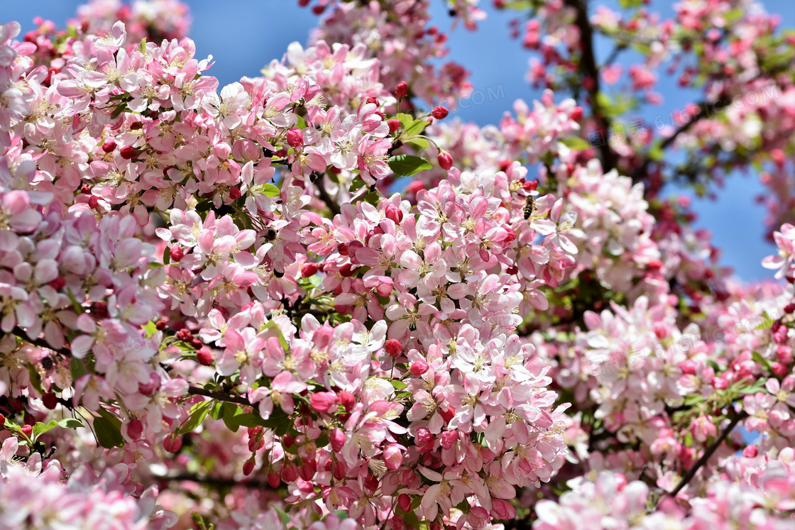 春天花团锦簇美景特写摄影高清图片