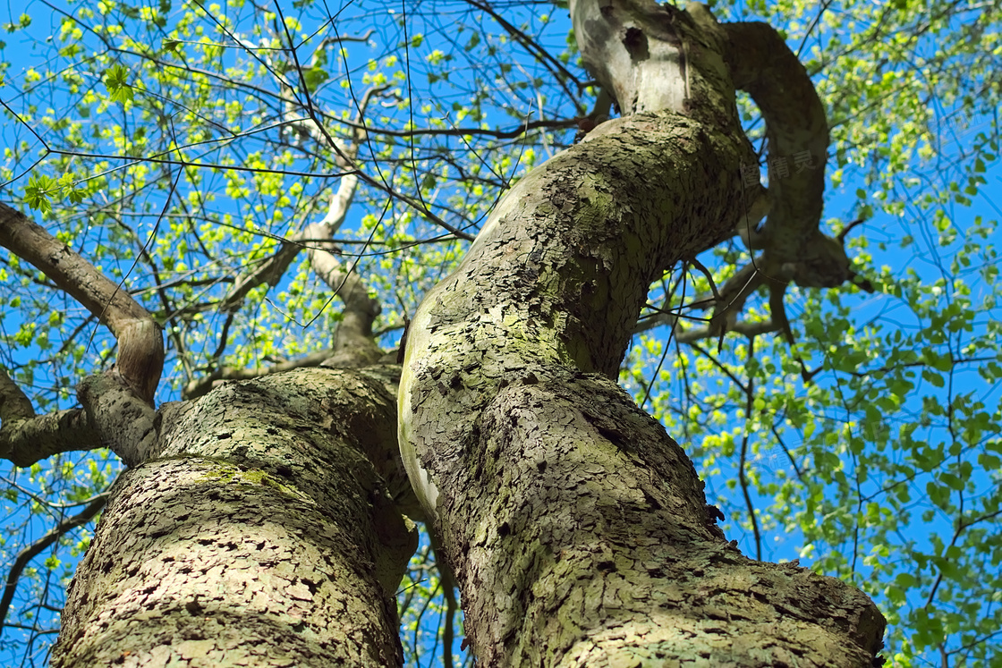 蔚蓝天空下的古树仰拍摄影高清图片
