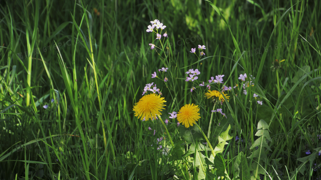 青青草丛中的鲜花植物摄影高清图片