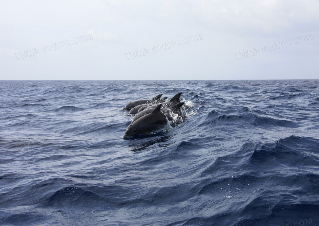 海面上排成队的海豚们摄影高清图片