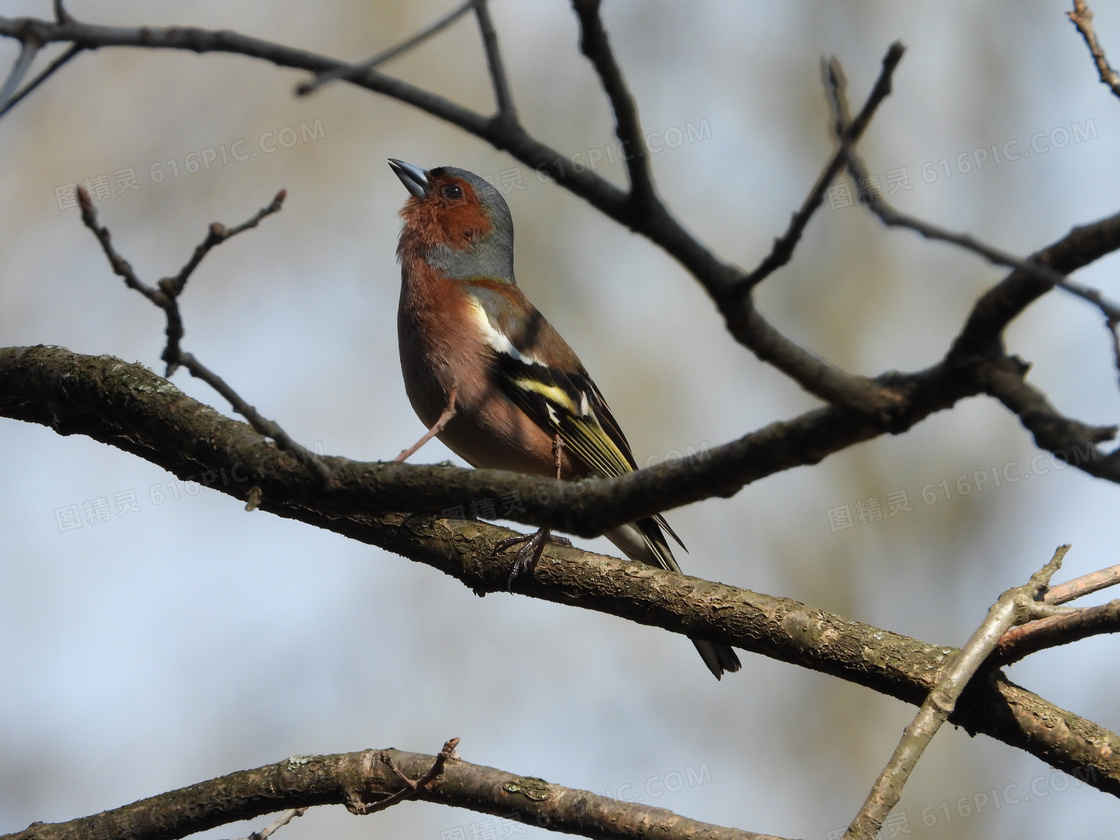 树枝上唱歌的麻雀特写摄影高清图片