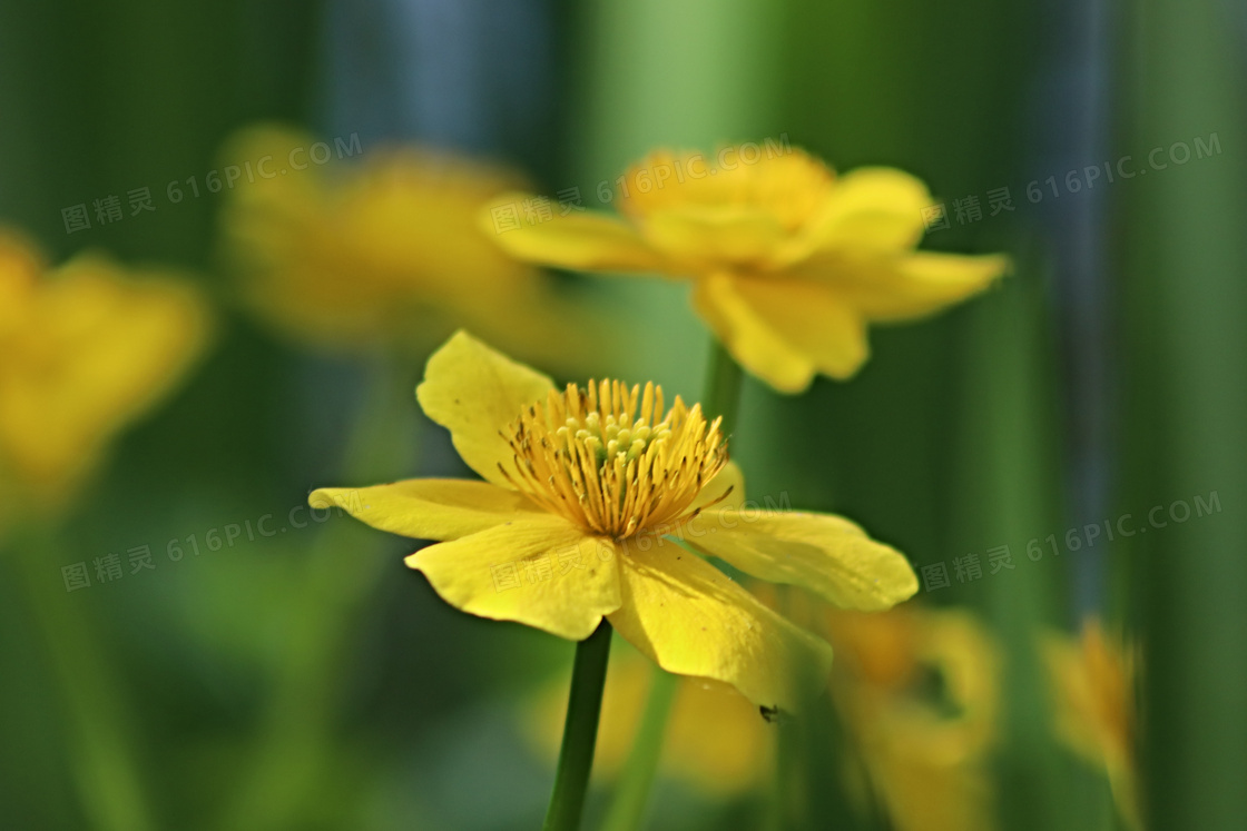 鲜花盛开的黄色花特写摄影高清图片
