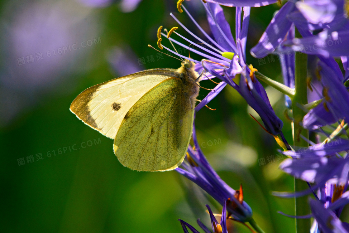紫色鲜花上采蜜的蝴蝶摄影高清图片