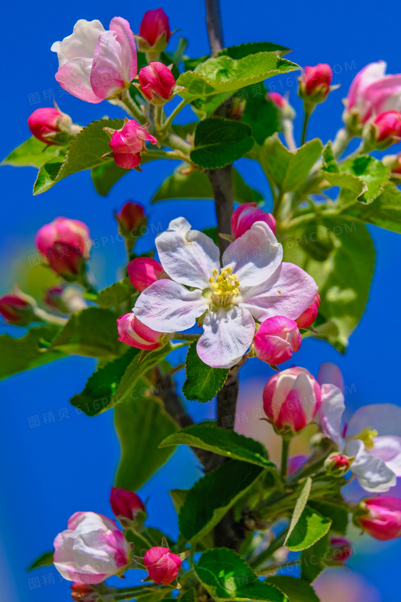 苹果树上的盛开的鲜花摄影高清图片