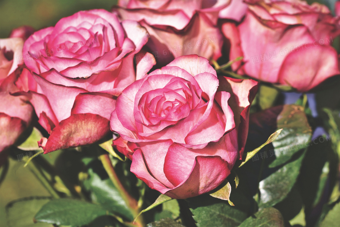 开出鲜花的粉玫瑰特写摄影高清图片