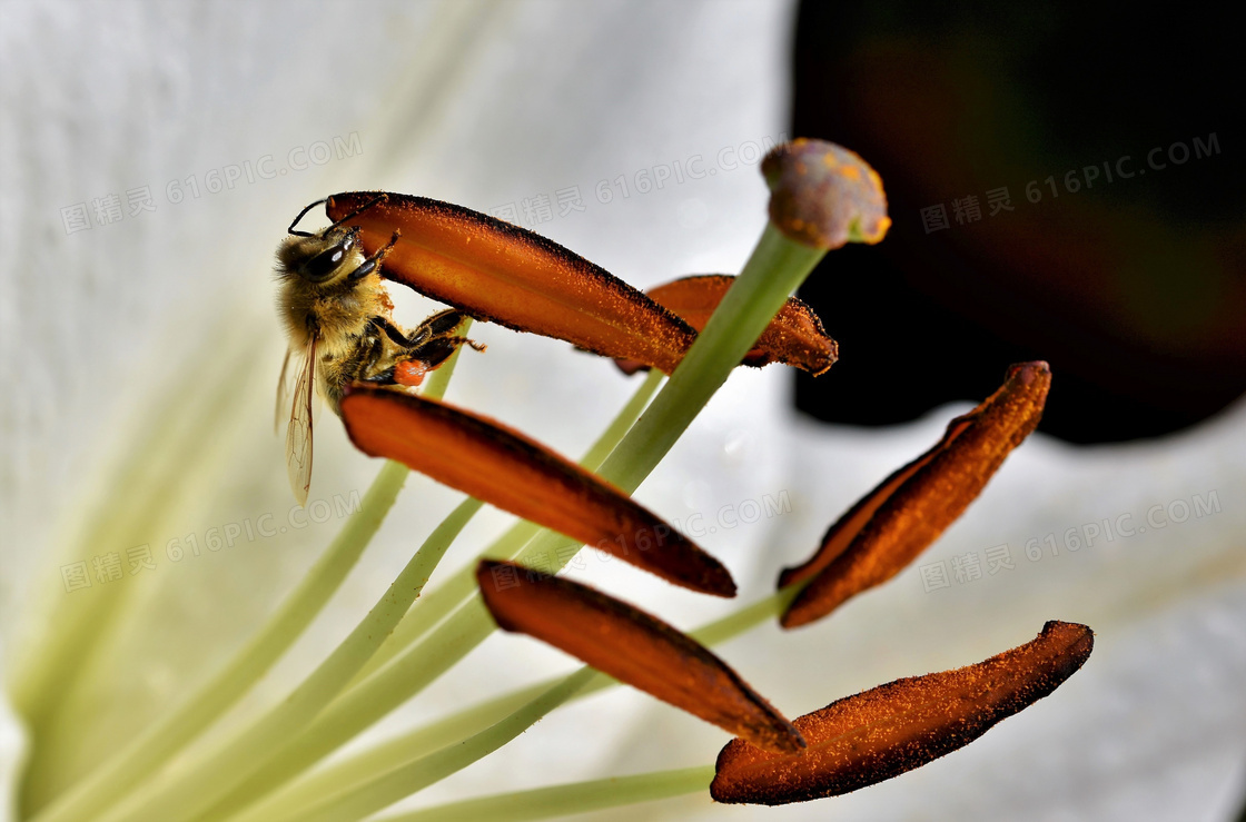 花蕊上辛勤采蜜的蜜蜂摄影高清图片