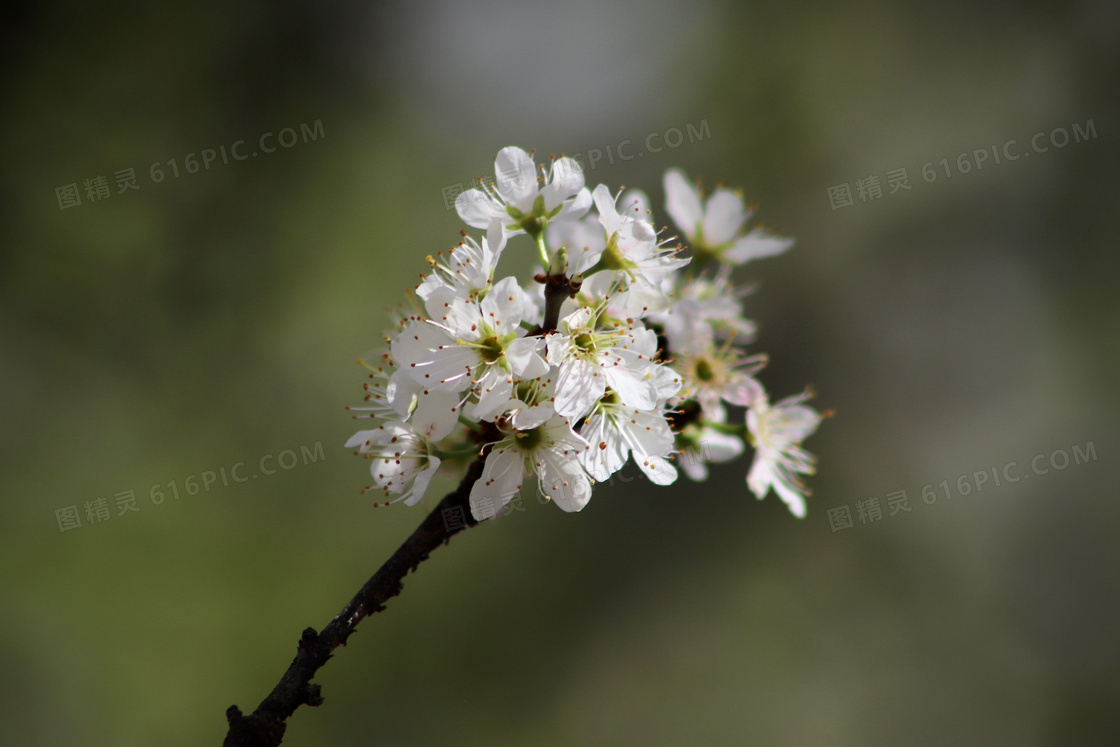 春天枝头上的白色小花摄影高清图片