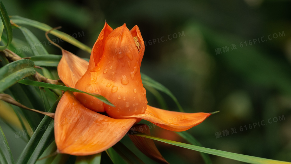 在慢慢绽放的花卉植物特写高清图片