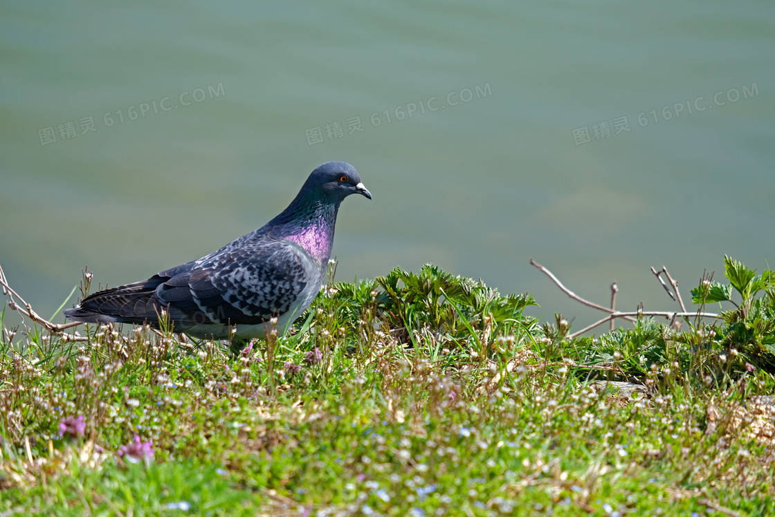 水边草地上的鸽子特写摄影高清图片