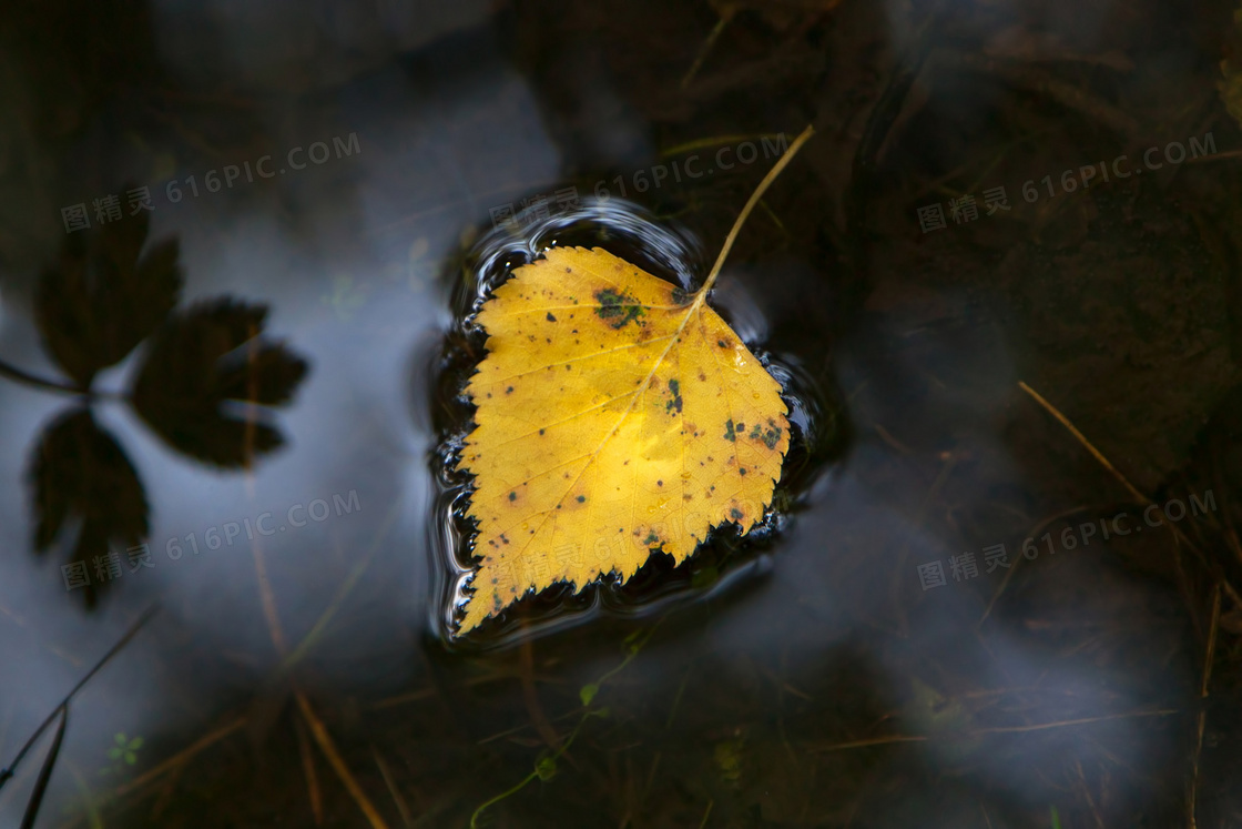 水面上的一枚树叶特写摄影高清图片