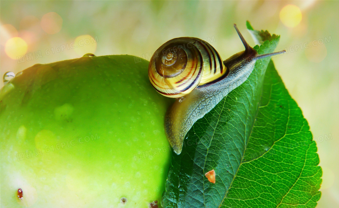 爬在苹果上的蜗牛特写摄影高清图片