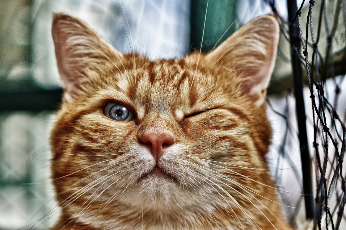 睁一只眼闭一只眼的猫摄影高清图片