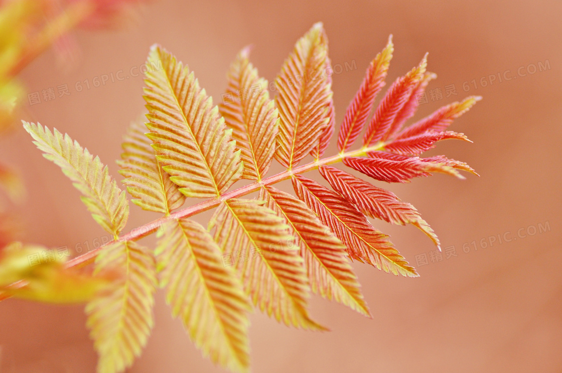 长出红嫩叶的树叶特写摄影高清图片