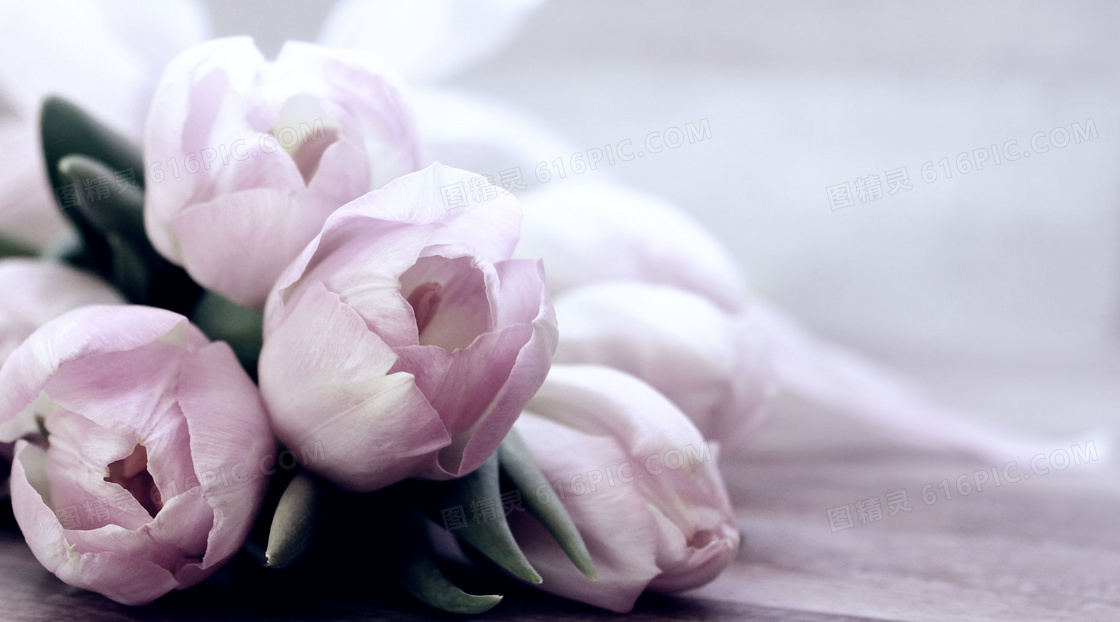 淡淡粉色的郁金香花朵摄影高清图片