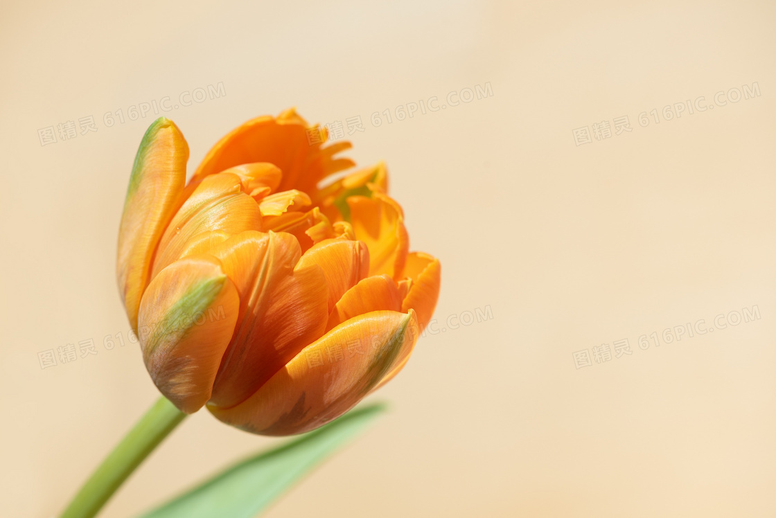 橙色的郁金香花卉特写摄影高清图片