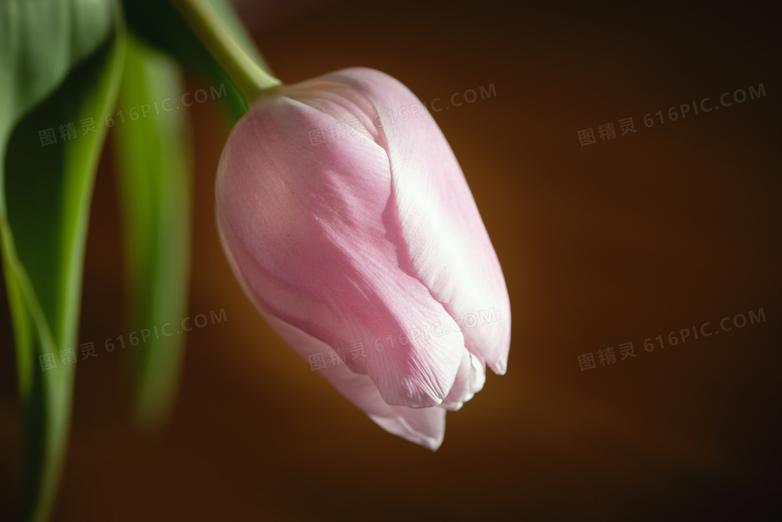 春暖花开时的粉红色郁金香高清图片
