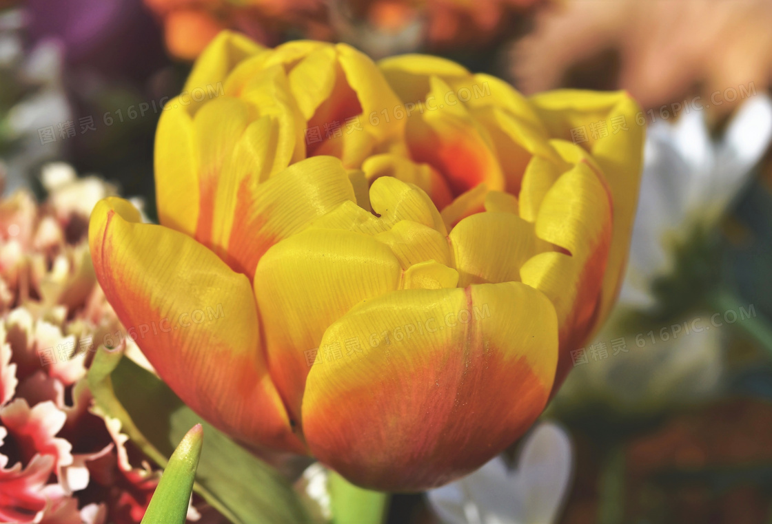 百花丛中黄色花朵特写摄影高清图片