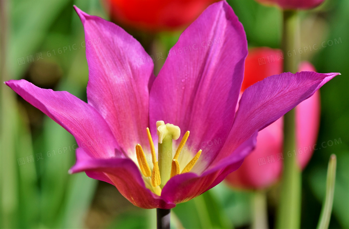 春天粉红色的花朵特写摄影高清图片