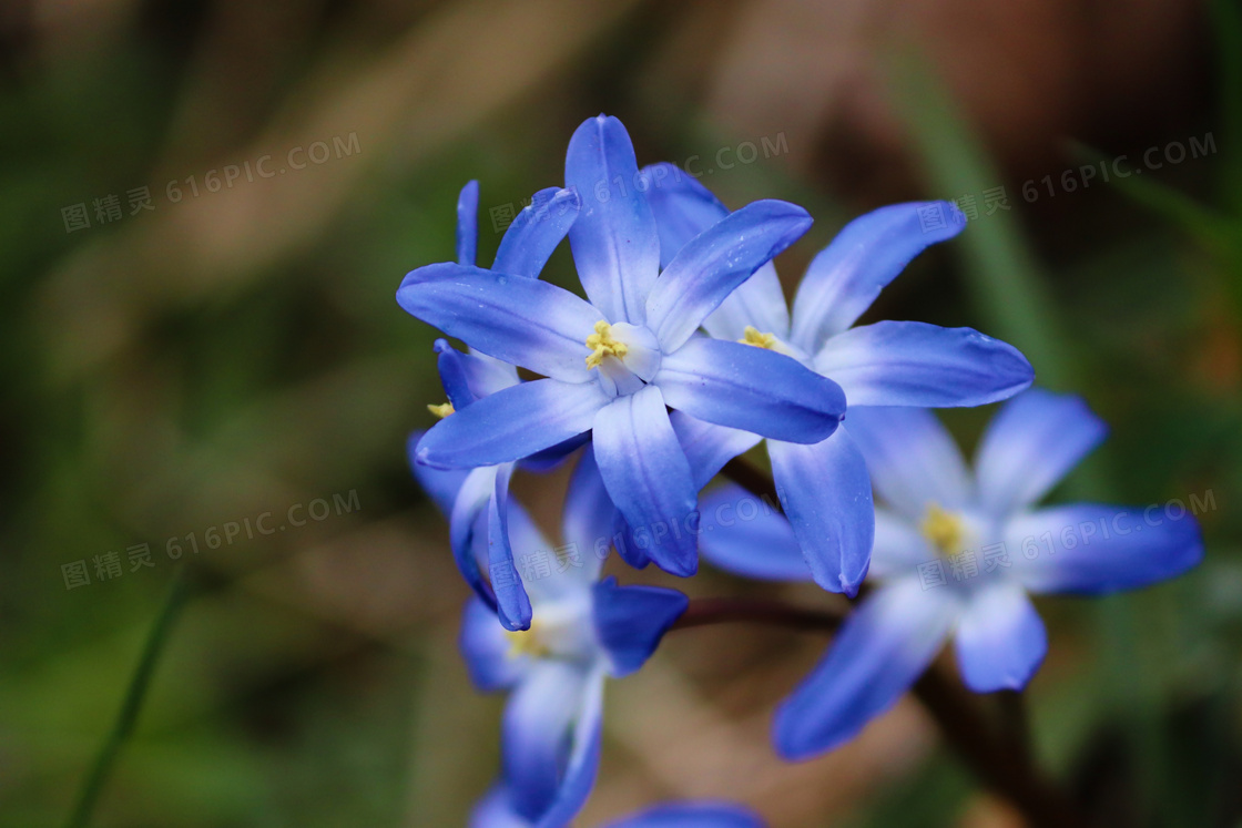 春天野外绽放着的蓝色花朵高清图片