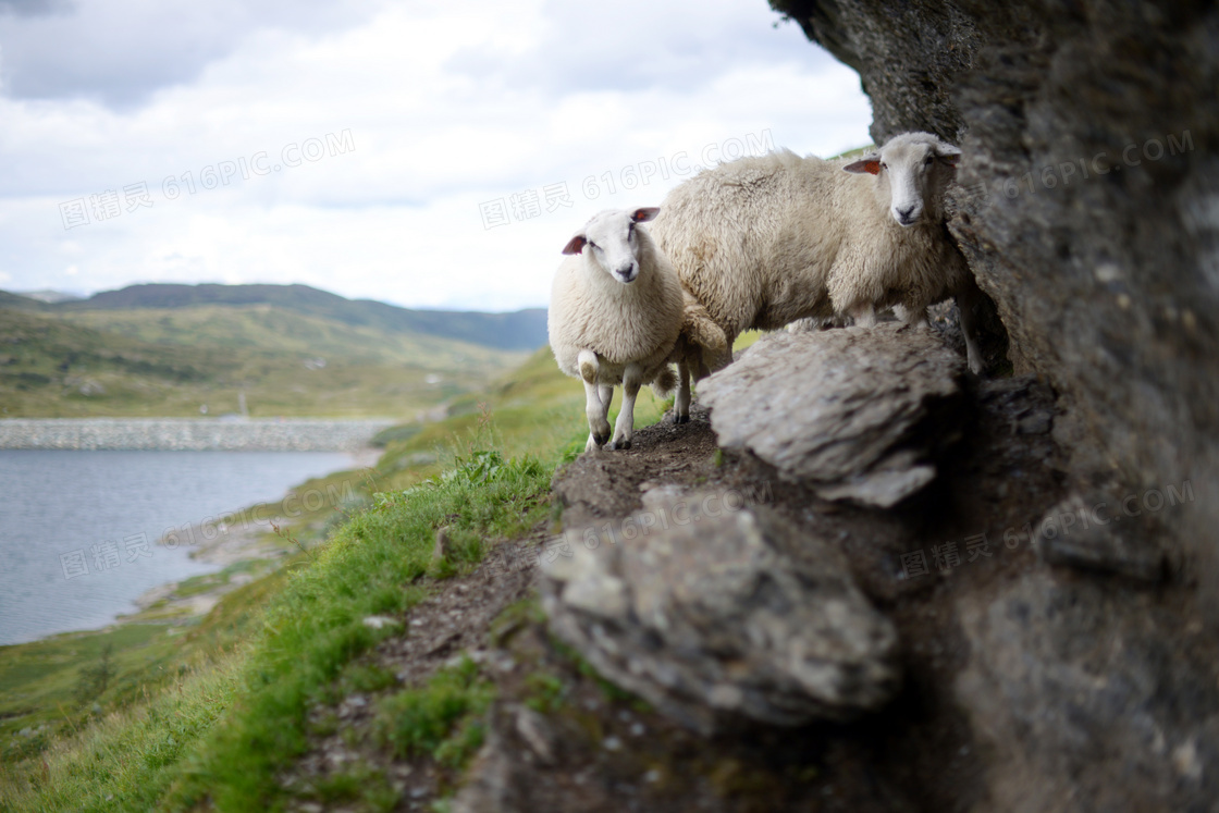 两只绵羊与远处的山峦摄影高清图片