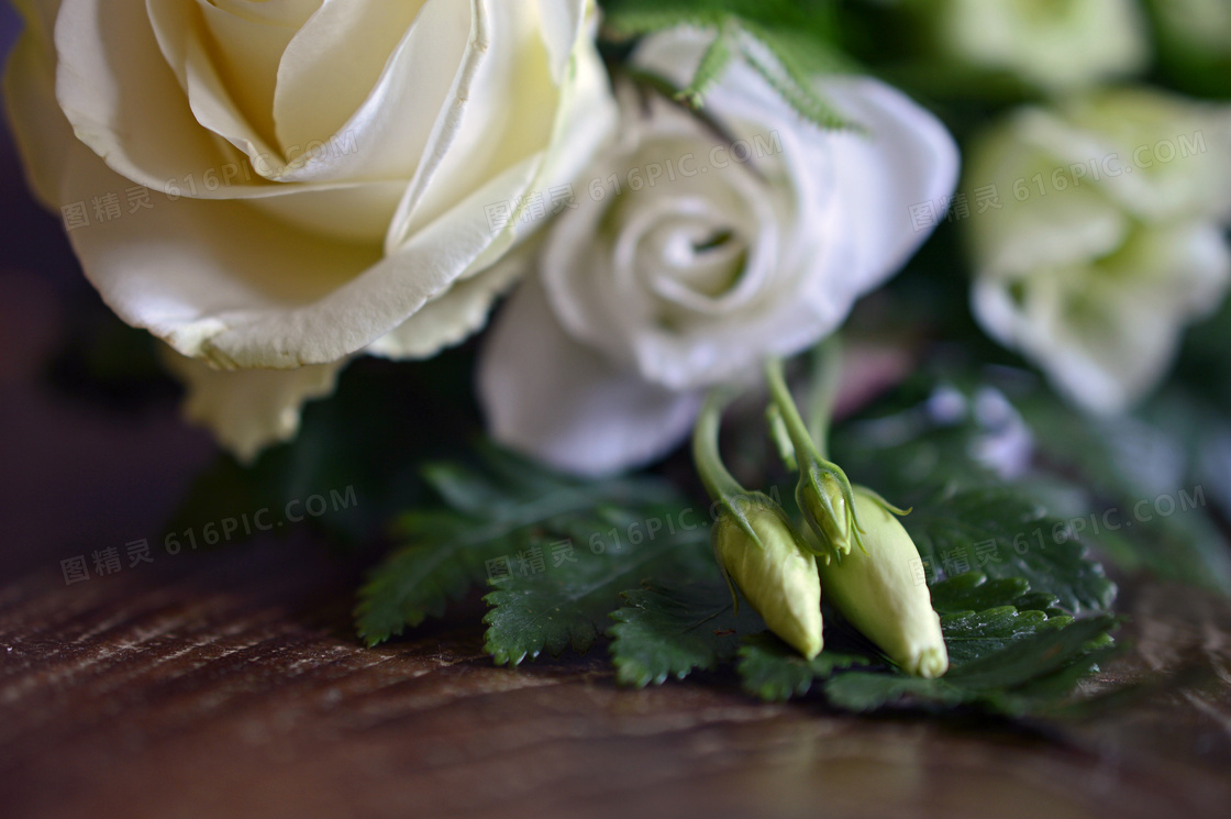 绿叶与白色的玫瑰花朵摄影高清图片
