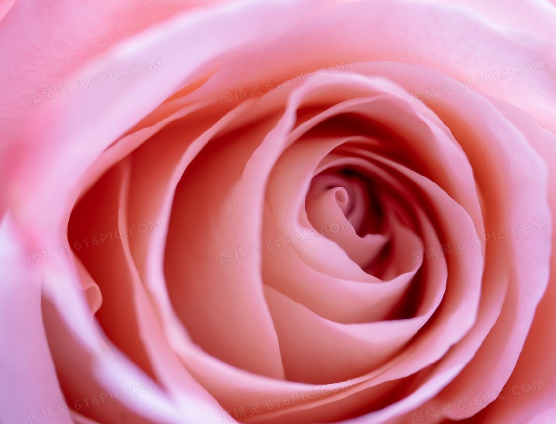 粉红色的花朵特写主题摄影高清图片