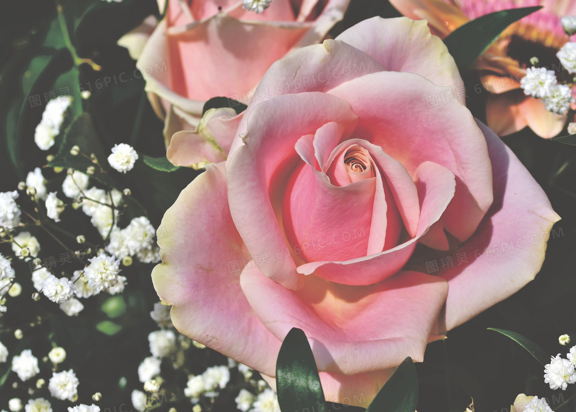 白色小花与粉红色玫瑰摄影高清图片