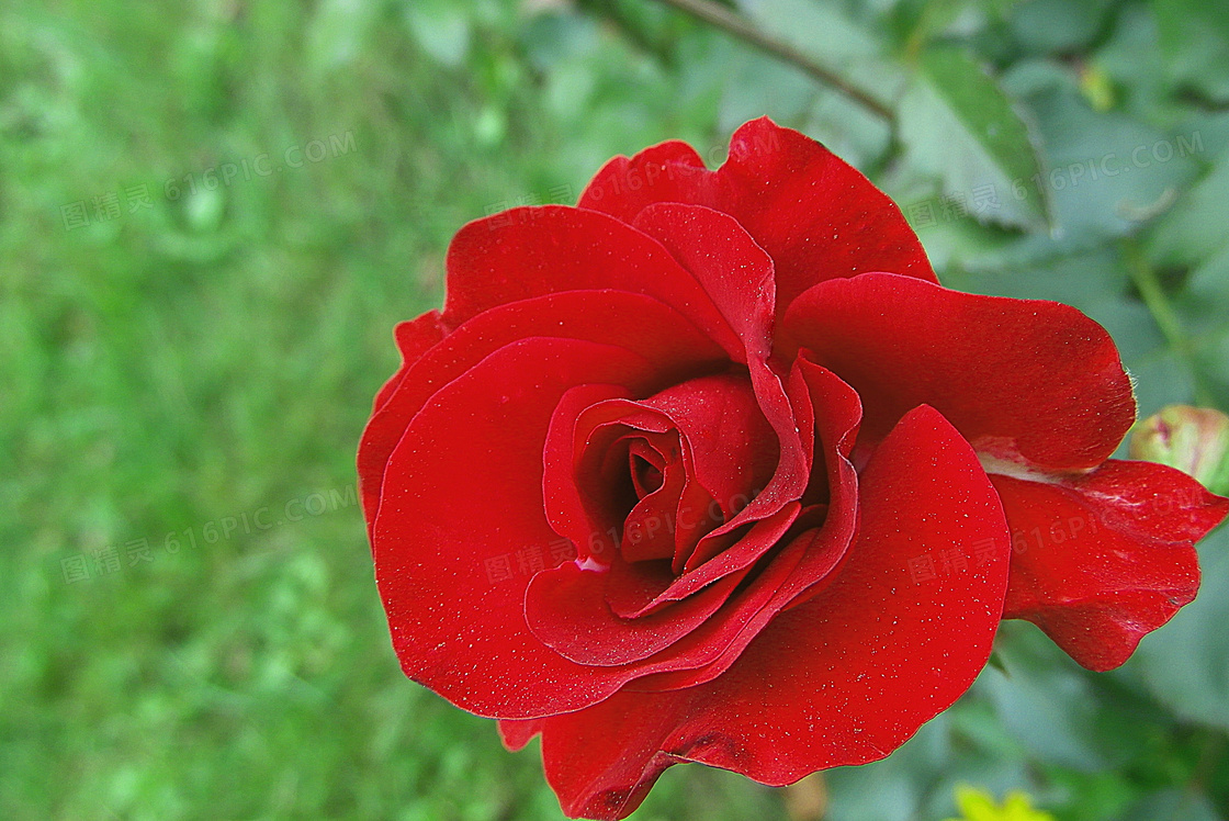 春天红色玫瑰花朵特写摄影高清图片