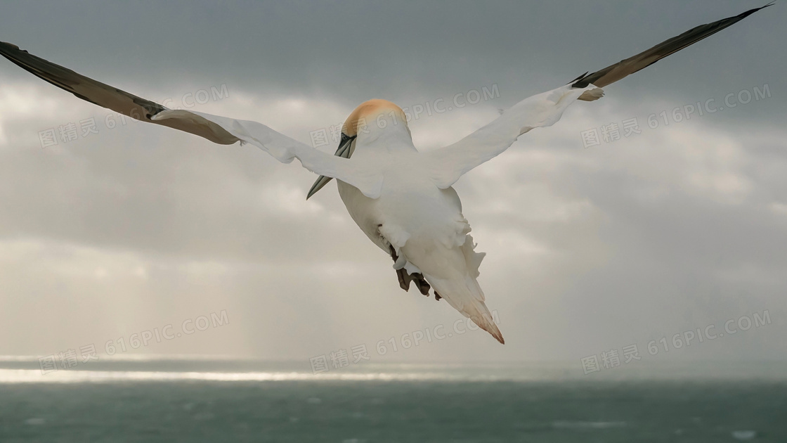 海面上展翅翱翔的海鸥摄影高清图片