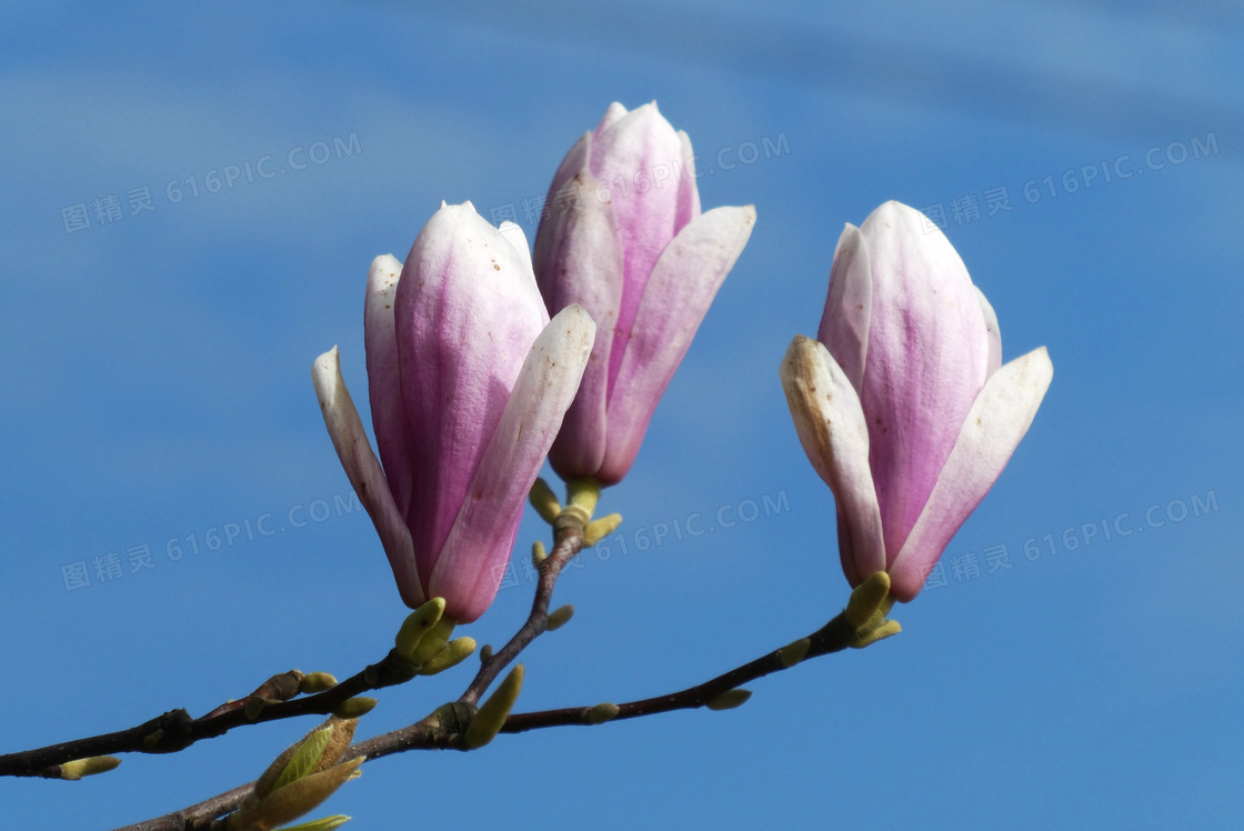 蓝天背景枝头上的花朵摄影高清图片