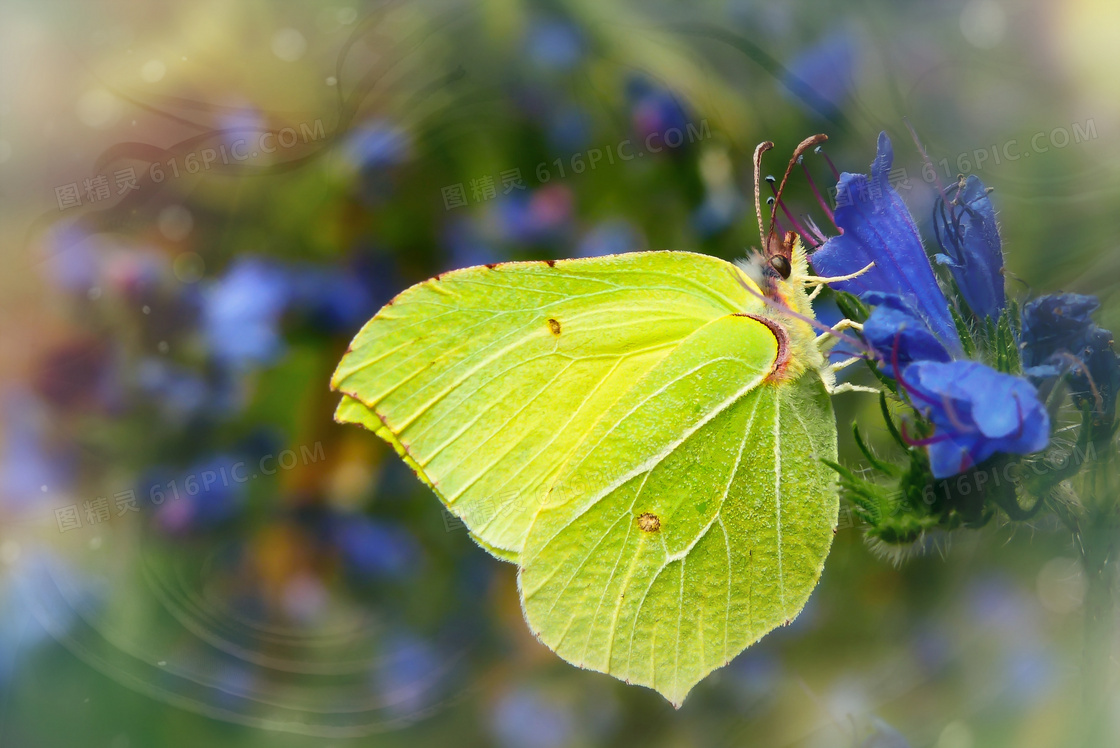 蓝色花朵上的绿色蝴蝶摄影高清图片