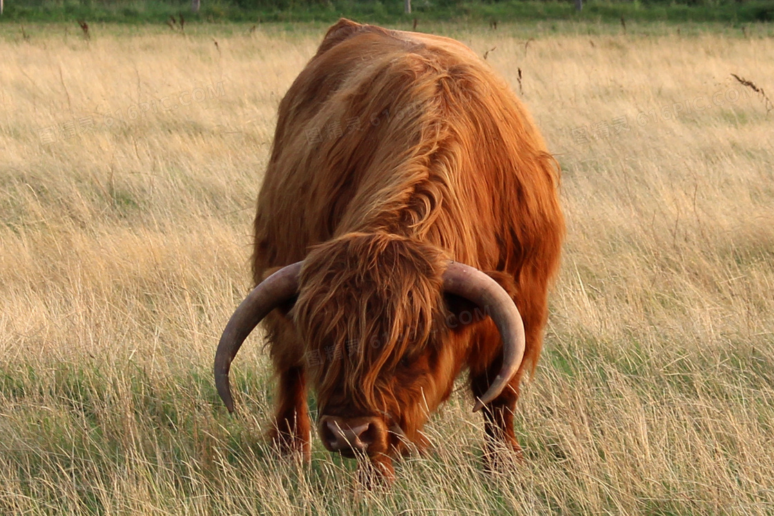 草地上在低头吃着草的牦牛高清图片
