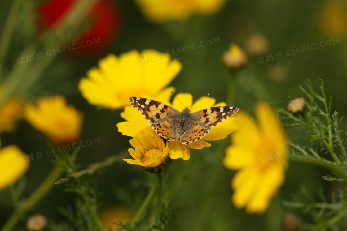 黄色鲜花上的蝴蝶特写摄影高清图片