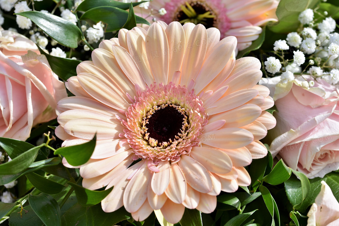 一堆鲜花中的菊花特写摄影高清图片