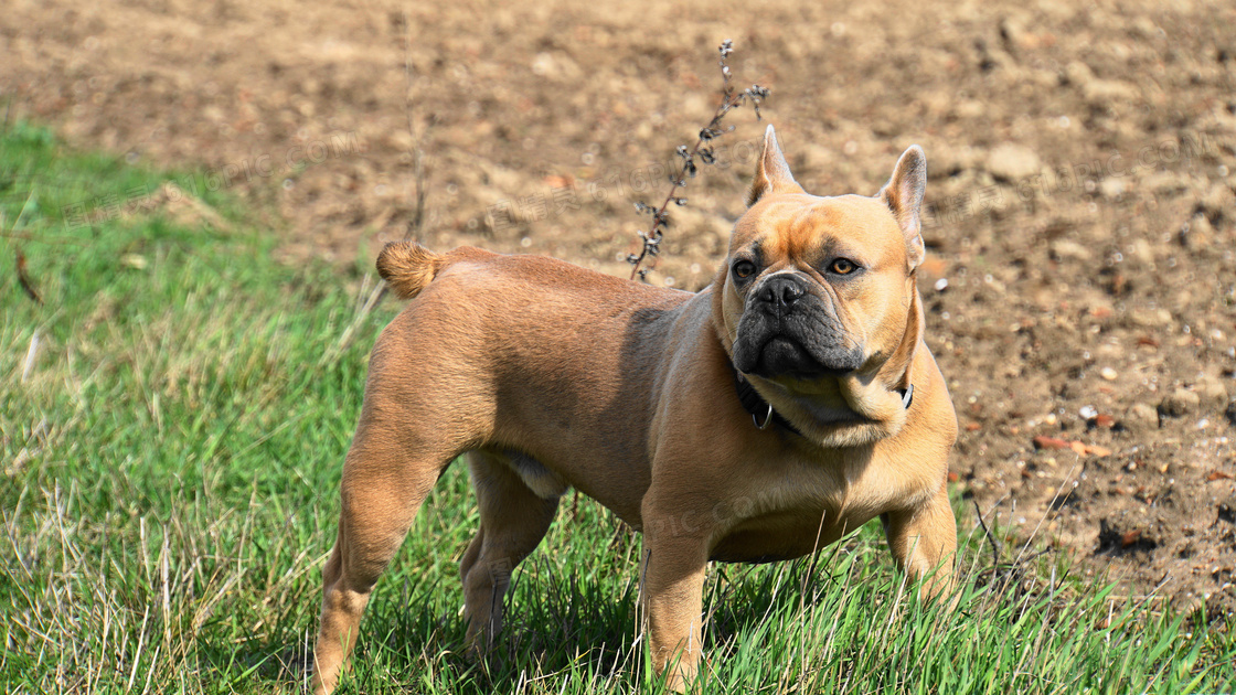 青青草地上的狗狗特写摄影高清图片