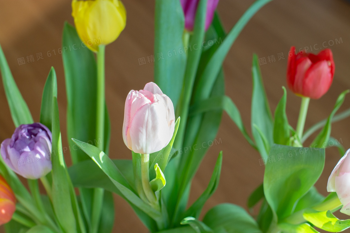 五款颜色的郁金香花朵摄影高清图片