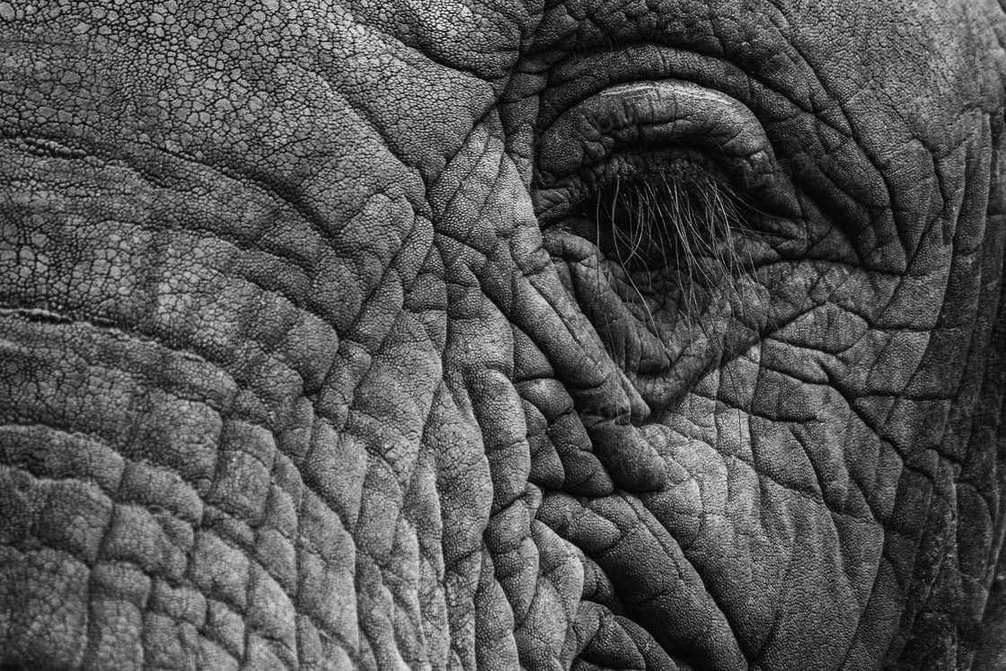 成年大象眼周皮肤微距摄影高清图片
