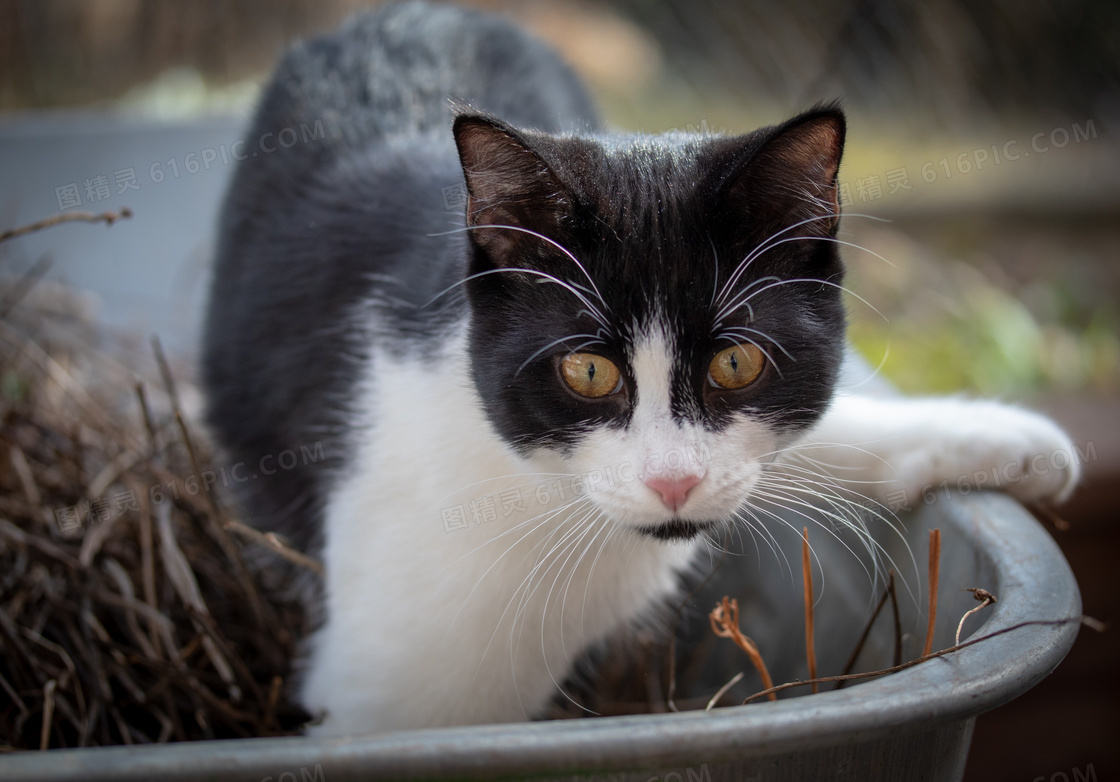 在玩耍的黑白双色猫咪摄影高清图片