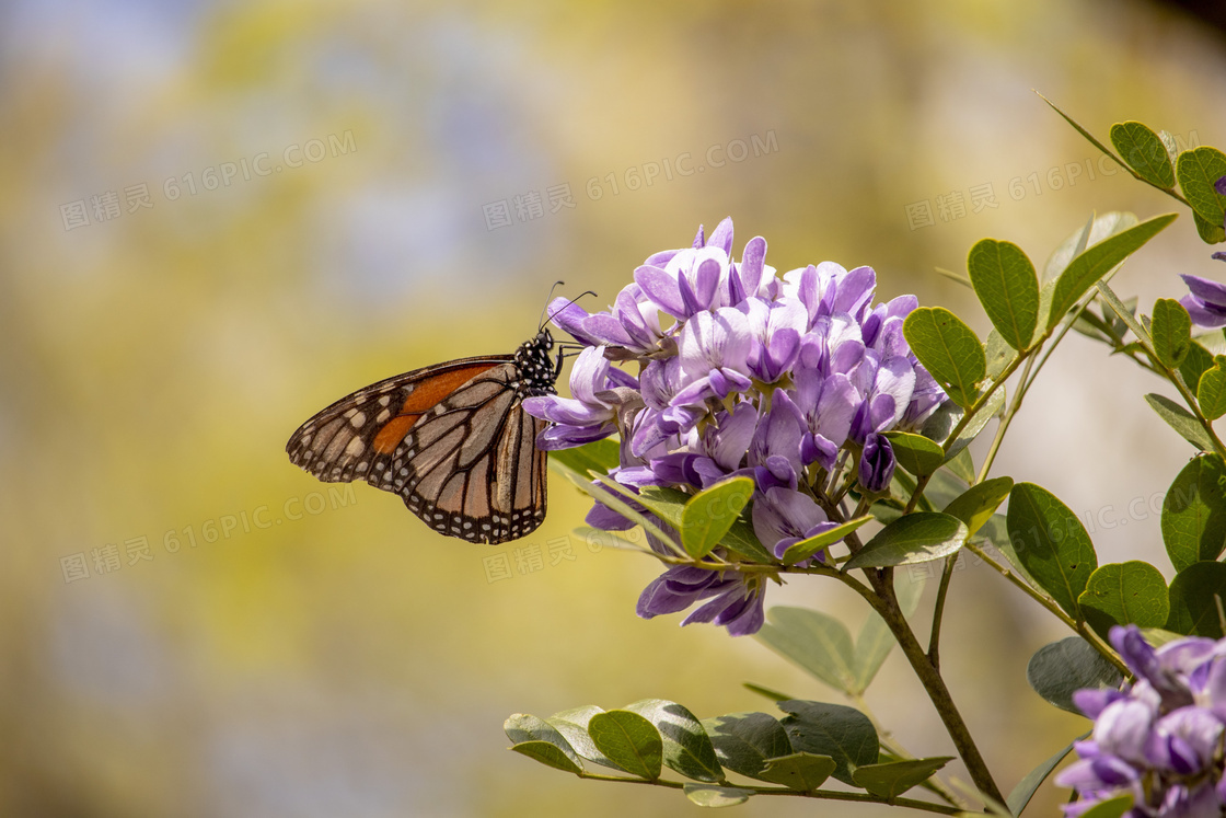 紫色小花上的一只蝴蝶特写高清图片